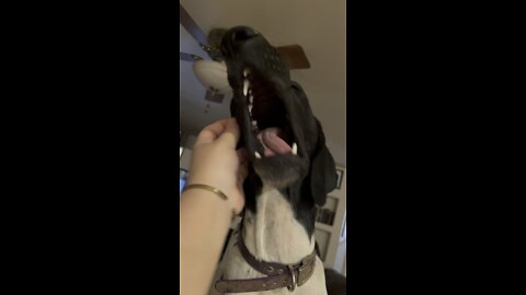 Pup makes silly face when scratched in sweet spot