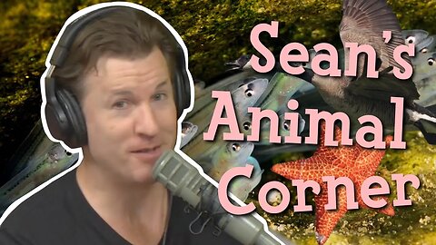 Sean's Animal Corner (Episode 272)