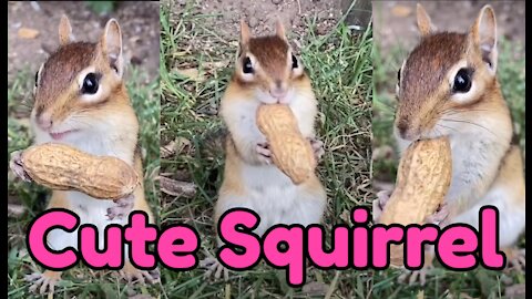 Cute squirrel got peanuts and started eating like a lion