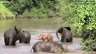 Elefante rosa é registrado na África