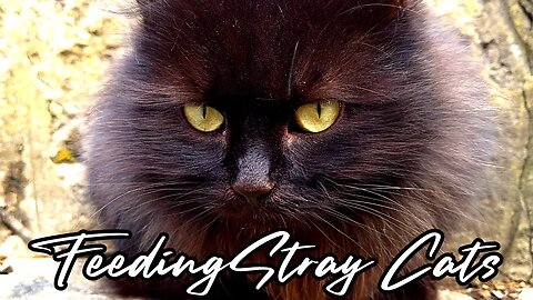 Feeding Stray cats - A Street Cat Named Desire