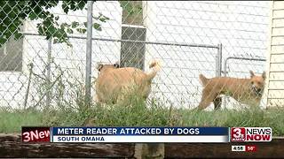 Utility worker attacked by dogs