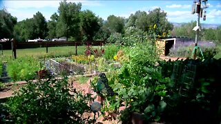 Arvada floral business growing produce to donate to the needy during coronavirus pandemic