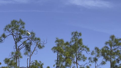 Wood Stork in Paradise Part 2- 11/1/2021- 4K