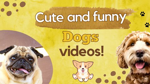 Dogs Funny Videos! 😂😂