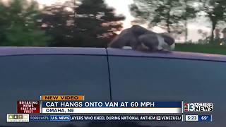 Video of cat on van goes viral