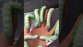 Huge atlas moth Caterpillars