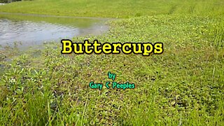 Buttercups by Gary C Peeples