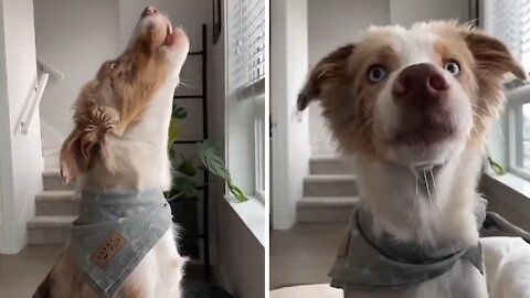 Mini Aussie puppy starts off day with adorable howling session