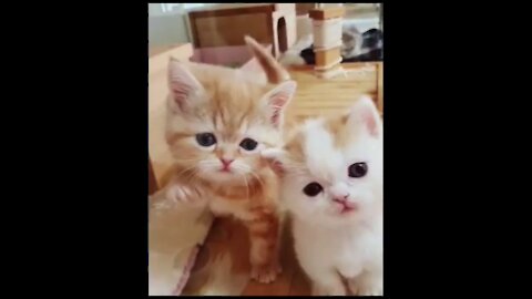 Super cute kitties compilation #1