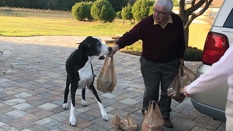 Funny Great Dane Helps Grandparents Bring in Packages