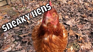 Sneaky Chickens
