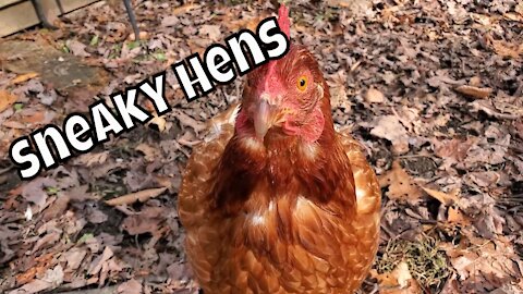 Sneaky Chickens