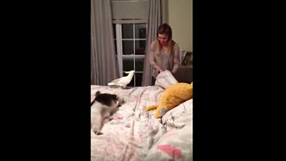 Cockatoo attacks girl for sitting on his bed