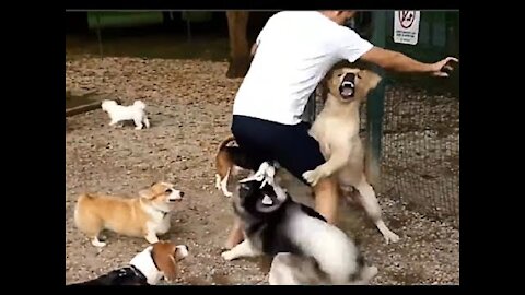 Brave Owners Protecting Their Dogs