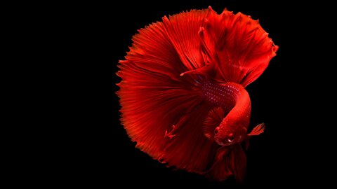 Betta Fish are well known for their beautiful Tails & Fins