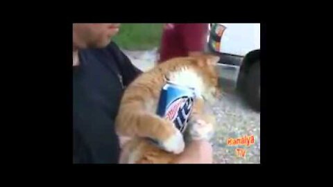 Animales borrachos videos graciosos !! (Gatos)
