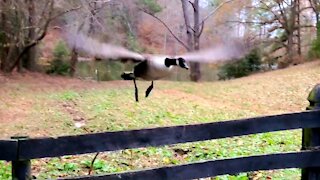 Chevy the Goose Learns to Fly Over Fence