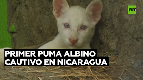 Exhiben al primer puma albino nacido en cautiverio en Nicaragua
