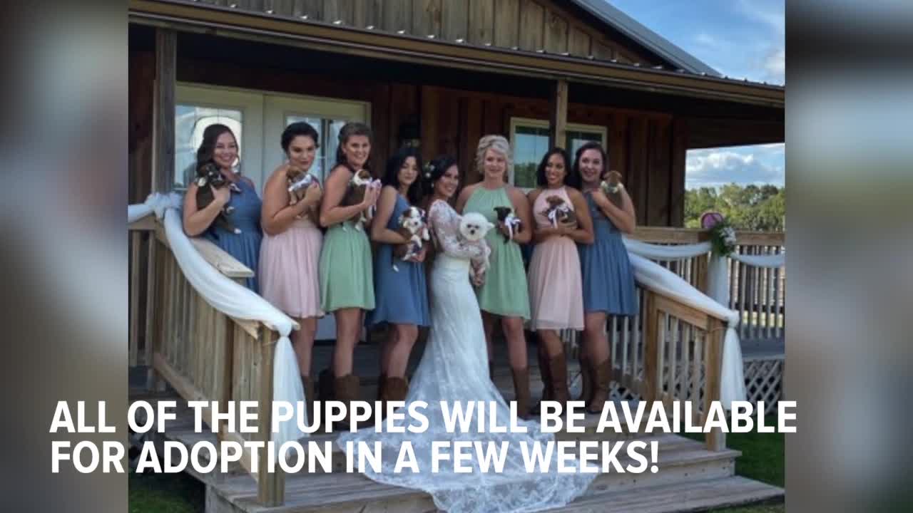 Wedding puppies! Florida couple raises awareness about adoption