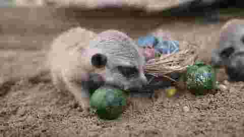 Baby meerkats celebrate their first Easter