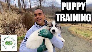 Training The Livestock Guardian Puppy