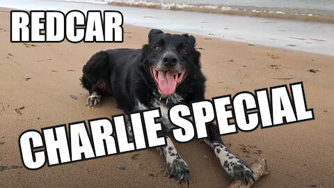 Charlie LOVES South Gare Breakwater 🐺👍 #vanlife