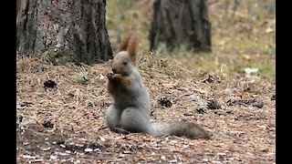 Squirrel has Breakfast