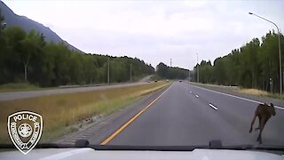 Patrol car nearly crashes into crossing moose