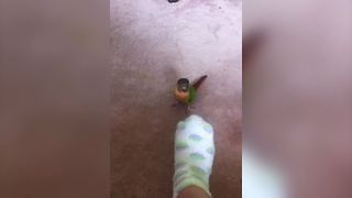 Sweet Bird Loves Sock