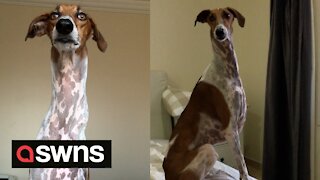 Unique dog has fantastically long neck that looks like a giraffe