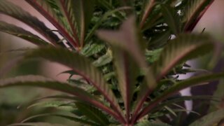Medical Marijuana production facilities will be allowed in Eaton Rapids.
