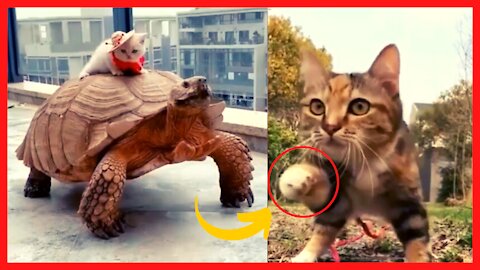 🔴 FUNNY ANIMALS 😂 FUNNIEST ANIMALS 🐶🐱 BEST OF THE 2021 FUNNY ANIMAL VIDEOS 😁 CUTEST ANIMALS EVER