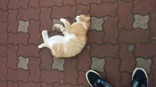 Este gato de rua adora a atenção das pessoas
