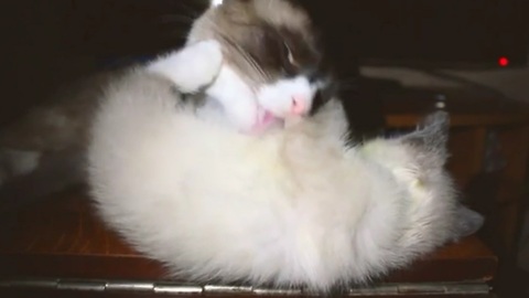Cat licks adorable kitten right off the table