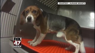 Dogs rescued from lab will be adopted