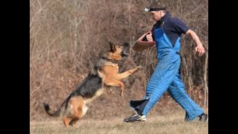 Guard Dog Training Step by Step!!!!!!