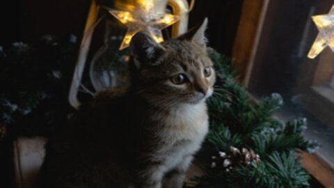 Funny Cats vs Christmas Trees - Funny Cats Christmas