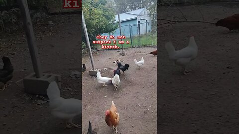 Eva would rather hang with the chickens any day. #barncats #chickens #cats #homesteading #farmfun