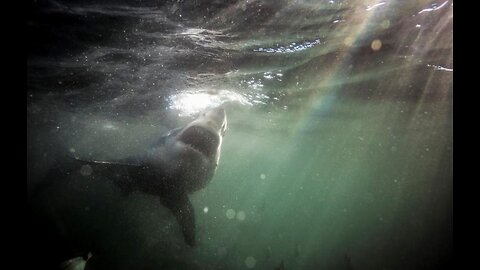 Great White Bumps, Swims under Swimmer with Victim in Mouth