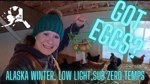 Keeping Chickens in Alaska does not go as planned | Eggs in Alaskan Winter and Sad 😢 Update