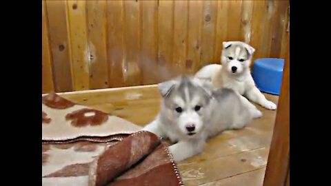 Huskies arguing over who made the mess