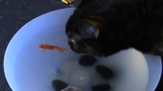 Cat Loves Drinking From The Fishbowl