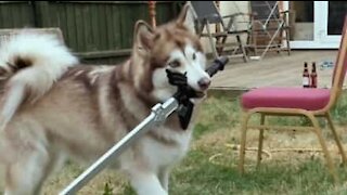 Quand un chien manie l'épée avec brio