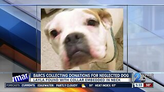 BARCS collecting donations for neglected dog