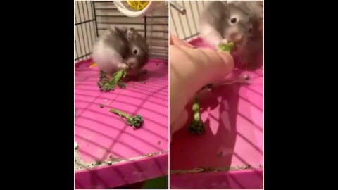 Hamster Full Effort Eating Vegetable Food