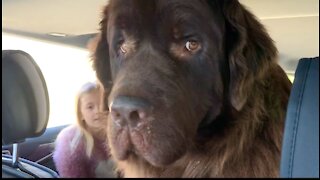 Little girl takes her gigantic dog for a car ride