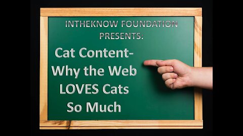 INTHEKNOW - Cat Content - Why the Web LOVES Cats So Much