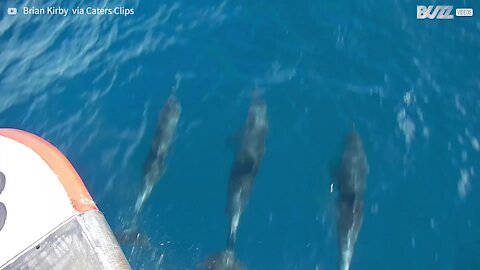 Golfinhos nadam de “mãos” dadas