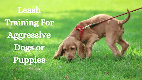 Leash Training for an Aggressive Dog or Puppy - Use Your Dog's Intelligence!